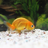 gold-fish_4900728207_o