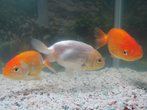 goldfish-dec-23-2012-1_8300585552_o.jpg