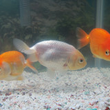 goldfish-dec-23-2012-1_8300585552_o