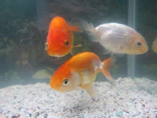 goldfish-dec-23-2012-2_8299534823_o.jpg