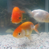 goldfish-dec-23-2012-2_8299534823_o