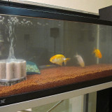 goldfish-feb-2-2013-1_8436962377_o