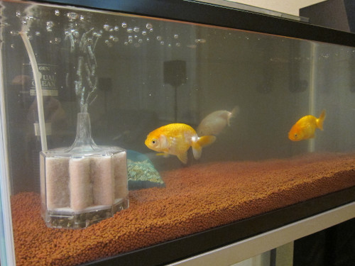 goldfish-feb-2-2013-2_8436962761_o.jpg