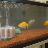 goldfish-feb-2-2013-2_8436962761_o