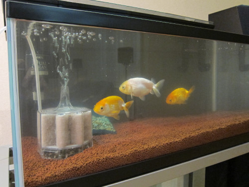 goldfish-feb-2-2013-3_8436962959_o.jpg