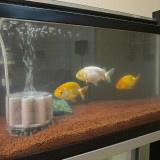 goldfish-feb-2-2013-3_8436962959_o