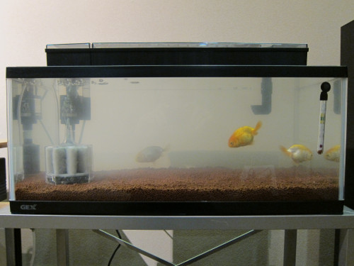 goldfish-jan-19-2013-2_8402184990_o.jpg