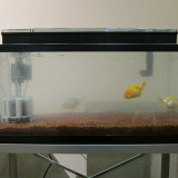 goldfish-jan-19-2013-2_8402184990_o