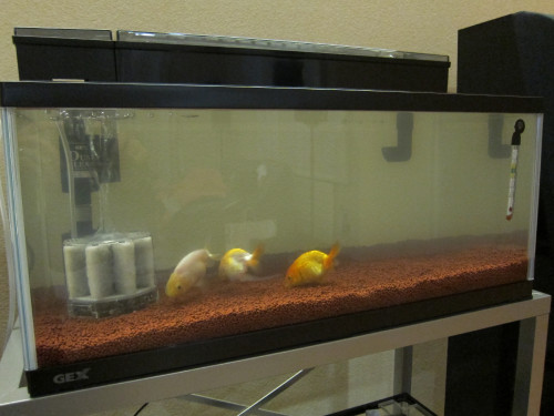 goldfish-jan-21-2013_8401097271_o.jpg