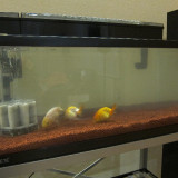 goldfish-jan-21-2013_8401097271_o