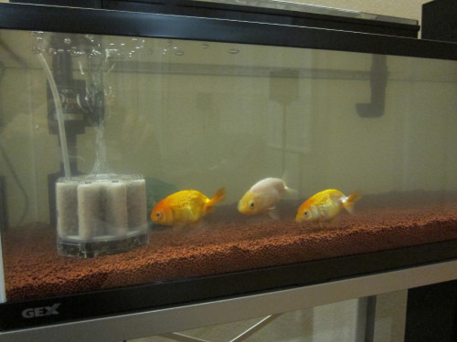 goldfish-jan-28-2013-4_8419651204_o.jpg