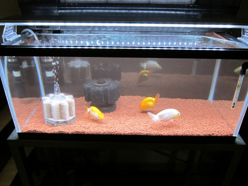 goldfish-mar-2-2013-3_8523317674_o.jpg