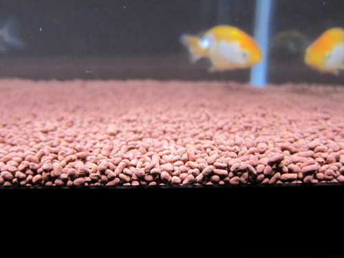 goldfish-mar-2-2013-4_8522204369_o.jpg