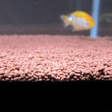 goldfish-mar-2-2013-4_8522204369_o