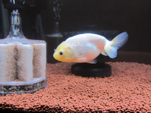 goldfish-mar-2-2013-5_8523319682_o.jpg