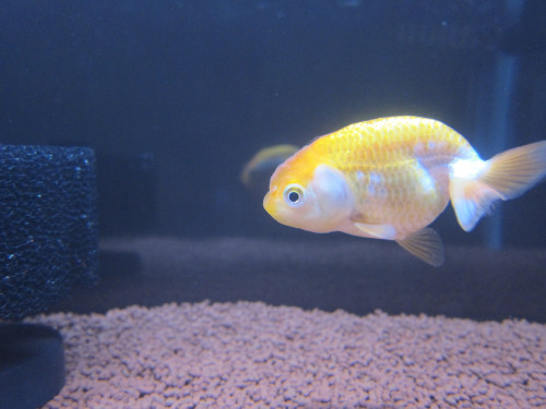 goldfish-mar-2-2013-6_8523320708_o.jpg