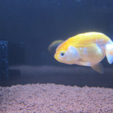goldfish-mar-2-2013-6_8523320708_o