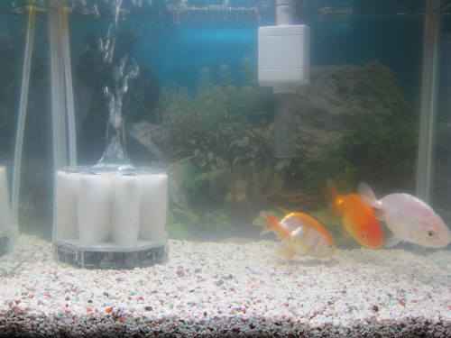 goldfish-nov-11-2012_8173959272_o.jpg