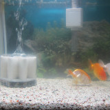 goldfish-nov-11-2012_8173959272_o