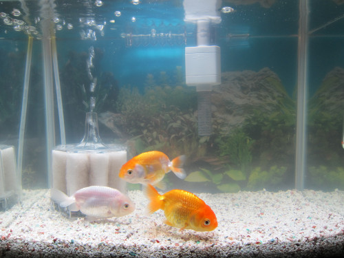 goldfish-nov-13-2012_8182005766_o.jpg