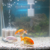 goldfish-nov-13-2012_8182005766_o