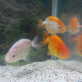 goldfish-oct-21-2012-2_8111472058_o
