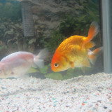 goldfish-oct-21-2012-3_8111464219_o
