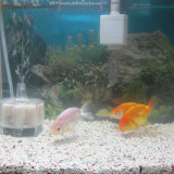 goldfish-oct-21-2012-4_8111471748_o