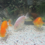 goldfish-oct-28-2012-2_8130710755_o