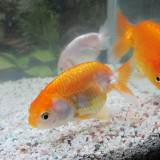 goldfish-oct-28-2012-3_8130711291_o