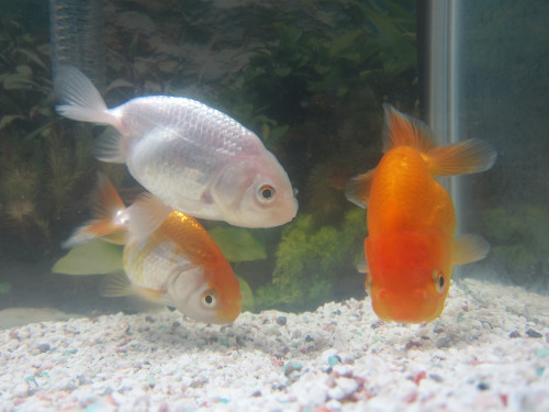 goldfish-oct-28-2012-4_8130737332_o.jpg