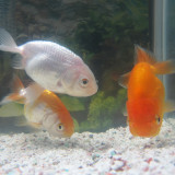 goldfish-oct-28-2012-4_8130737332_o