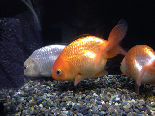 goldfish_10667133686_o.jpg