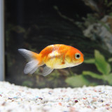 goldfish_4781137457_o