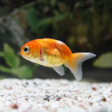 goldfish_4781775116_o