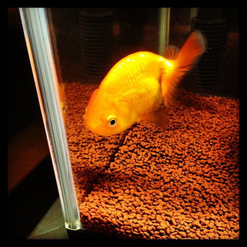 goldfish_8574261904_o.jpg