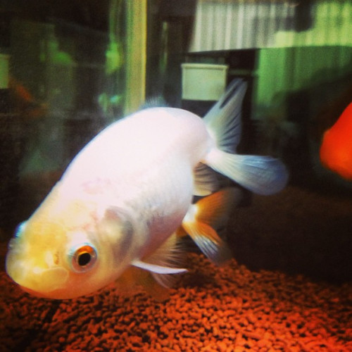 goldfish_9337644049_o.jpg