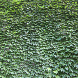 green-wall-no1_5969617810_o