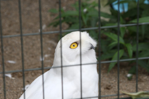 maruyama-zoo-001_4901256940_o.jpg