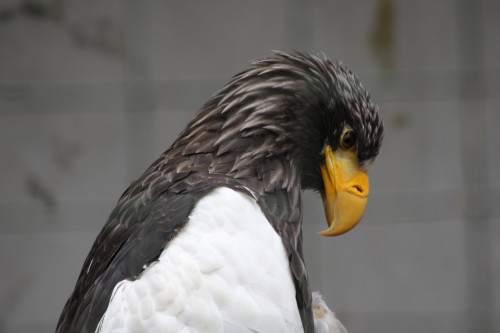 maruyama-zoo-002_4900679655_o.jpg