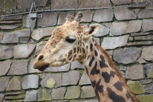 maruyama-zoo-003_4900684661_o.jpg