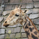 maruyama-zoo-003_4900684661_o