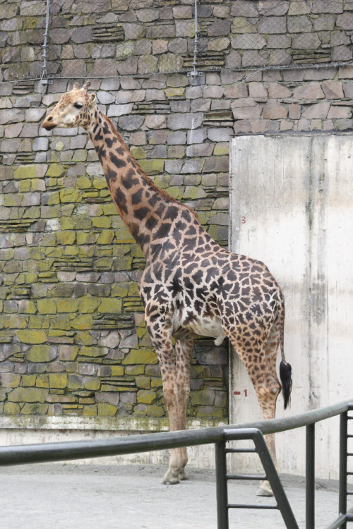 maruyama-zoo-004_4901261728_o.jpg