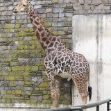 maruyama-zoo-004_4901261728_o