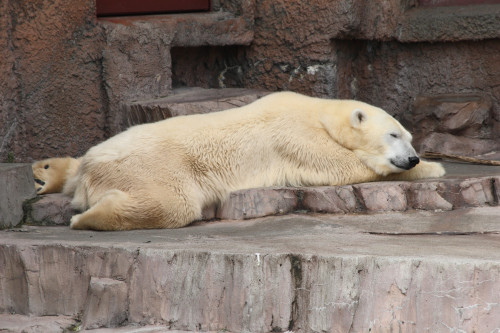 maruyama-zoo-006_4900692755_o.jpg