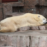 maruyama-zoo-006_4900692755_o