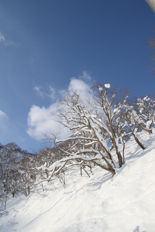 niseko-2010-16_4374978771_o.jpg