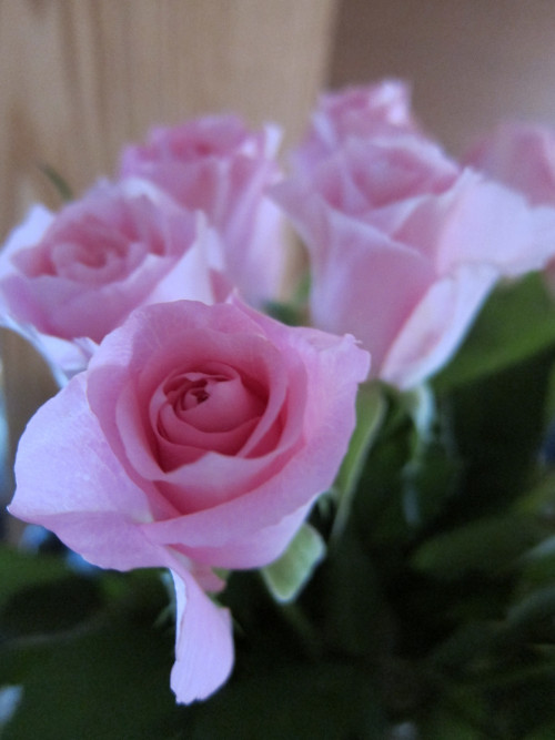 pink-rose-2_8181966909_o.jpg