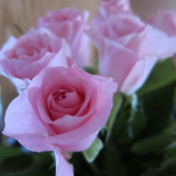 pink-rose-2_8181966909_o