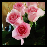 pink-rose_8180439344_o